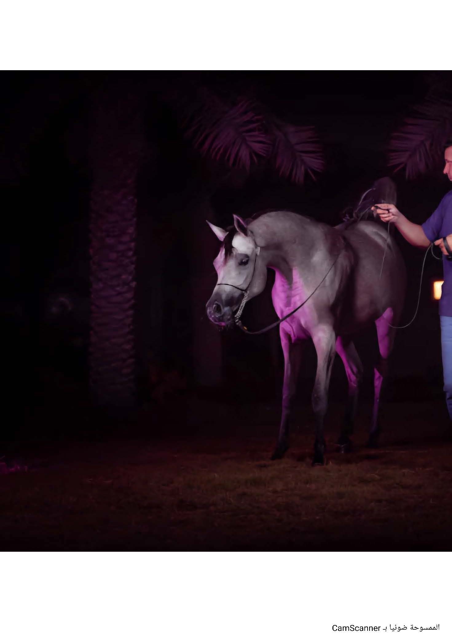 المهرة خزامه الهنا